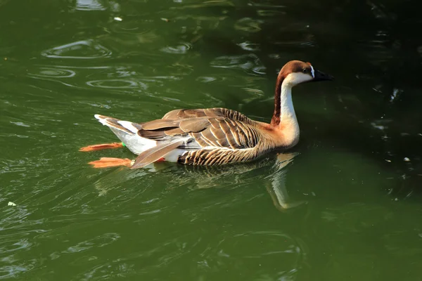 Liebliche Ente — Stockfoto