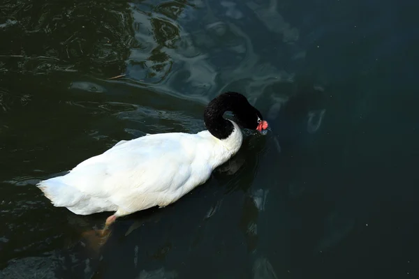 Diverse Razze Anatre Che Nuotano Nel Lago Allo Zoo — Foto Stock