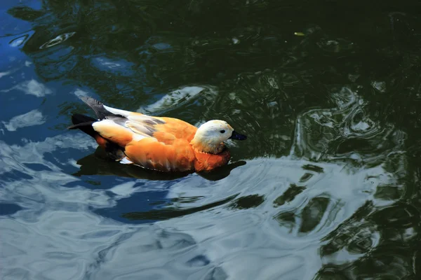 Rostige Schelduck Rötelente Oder Rote Ente Lat Tadorna Ferruginea Wassergeflügel — Stockfoto
