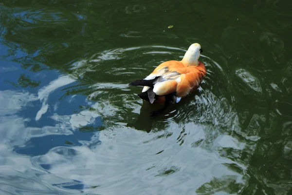 Belle Sauvagine Canard Flot Différentes Races Dans Étang Été — Photo