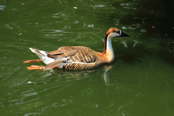 Bonito pato. —  Fotos de Stock