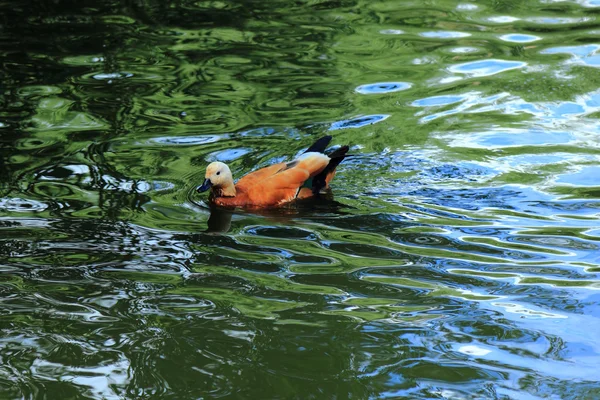 Different Breeds Ducks Swimming Lake Zoo — Stock Photo, Image