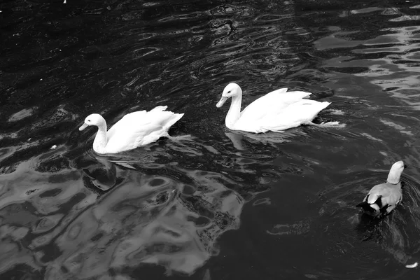 Grupo Cisne Branco Lagoa Zoológico Moscou Rússia — Fotografia de Stock