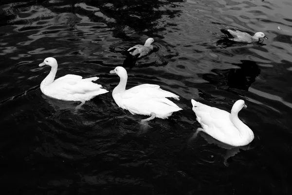 Group White Swan Pond Moscow Zoo Russia — Stock Photo, Image