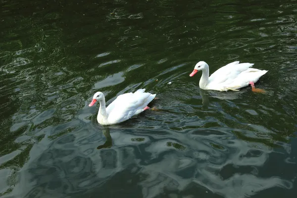 White swan — Stock Photo, Image