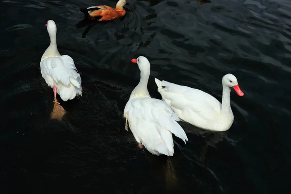 Cisne blanco — Foto de Stock