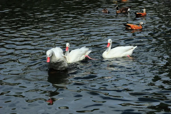 Group White Swan Pond Moscow Zoo Russia — Stock Photo, Image