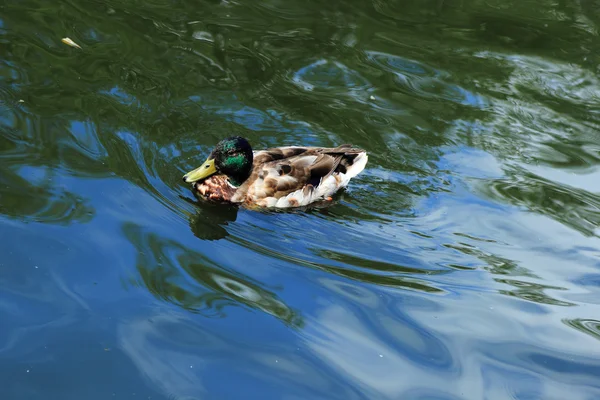 Krásné Vodní Ptactvo Kachna Hladině Různých Plemen Létě Rybník — Stock fotografie