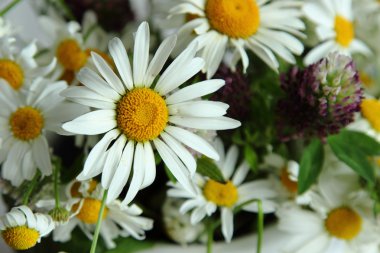 Güzel taze papatya çiçekleri