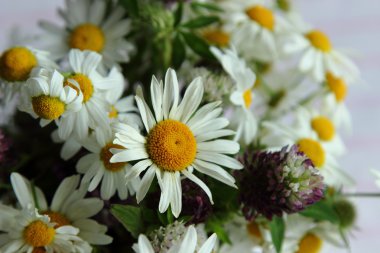 arka plan ile parlak yaz çiçek camomiles