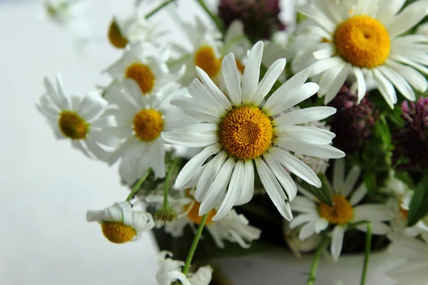 Chamomile flowers — Stock Photo, Image