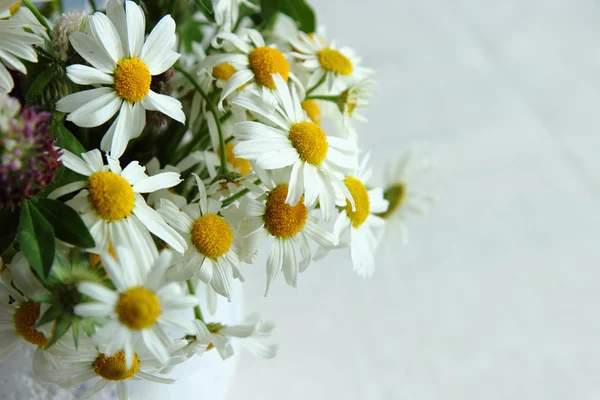 Chamomile flowers — Stock Photo, Image