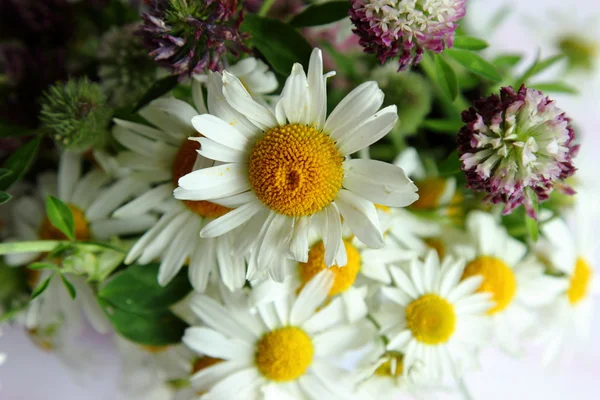 Studio Image Chamomile Flowers — Stock Photo, Image