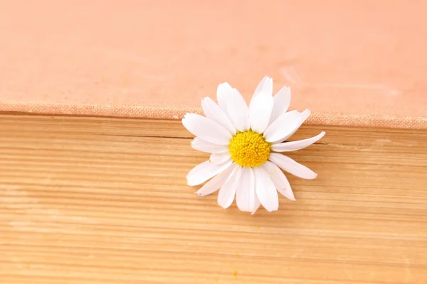 Fresh daisy between the pages — Stock Photo, Image