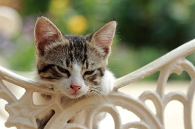 küçük kedi çok güzel prtrait