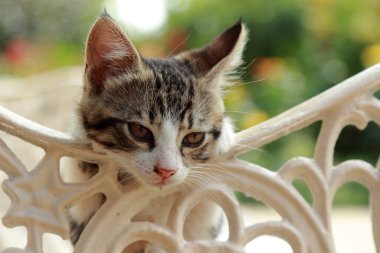 küçük kedi çok güzel prtrait