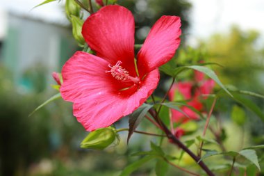 çok güzel çiçek açık