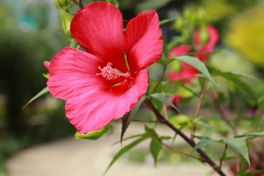 çok güzel çiçek açık