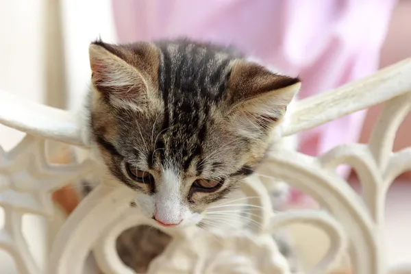 Precioso prtrait de pequeño gatito — Foto de Stock