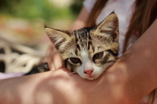 Lovely prtrait of little kitten — Stock Photo, Image