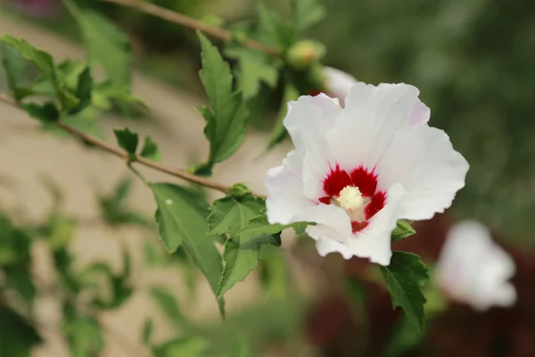 Lovely flower outdoor — Stock Photo, Image