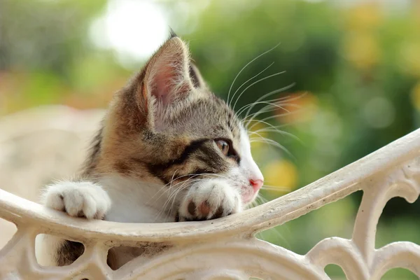Precioso prtrait de pequeño gatito — Foto de Stock