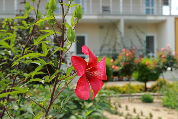 Hermosa flor al aire libre —  Fotos de Stock