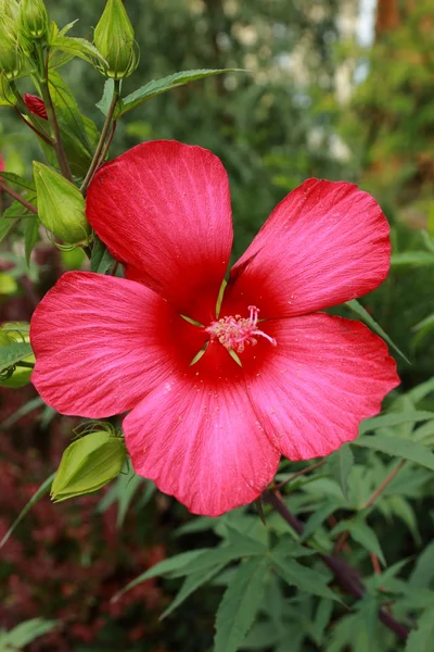 Lovely flower outdoor — Stock Photo, Image