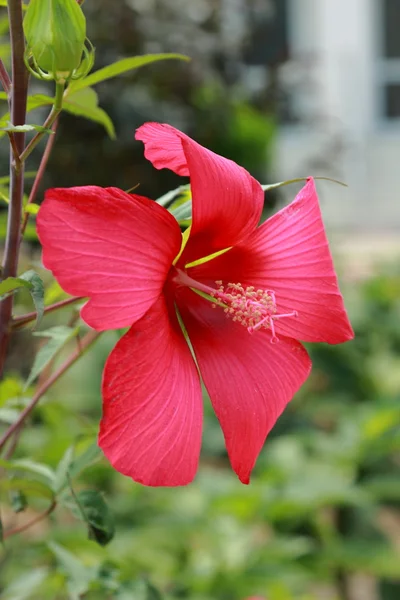 Lovely flower outdoor — Stock Photo, Image