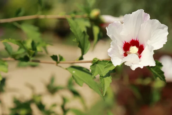 Lovely flower outdoor — Stock Photo, Image