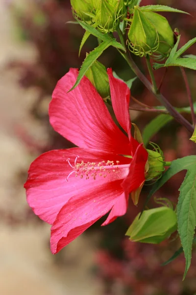 Lovely flower outdoor — Stock Photo, Image