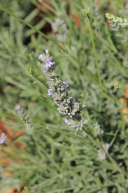 Mor lavanta Bahçe parkındaki Moskova, Rusya
