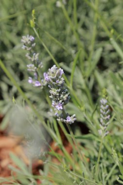 Mor lavanta Bahçe parkındaki Moskova, Rusya