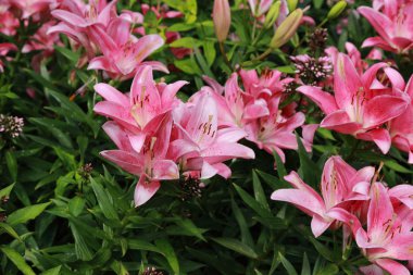 Bahçe lilly