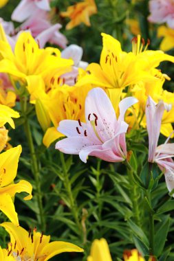 çiçek dokulu arka plan