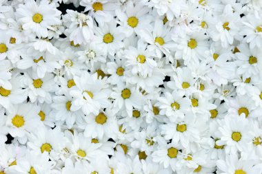 çiçek dokulu arka plan