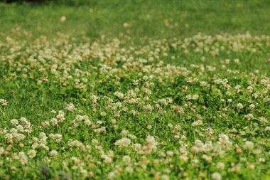 Beyaz yonca doku arka planda Park Gor'kogo, Moskova, Rusya Federasyonu