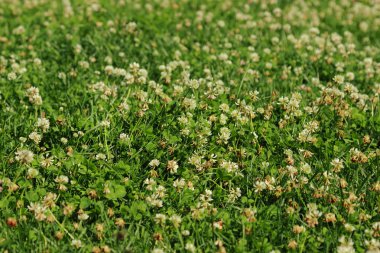 çiçek dokulu arka plan