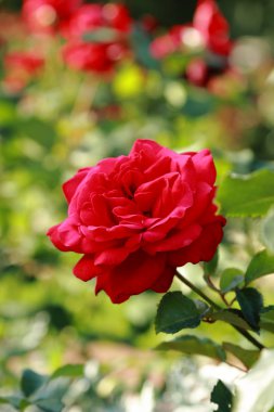 mooie bloemençok güzel çiçekler