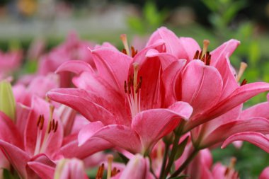 pembe flowerbed Lily