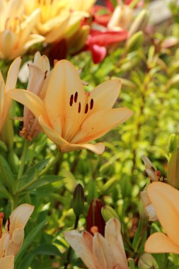 güzel lilyum çiçek bahçesinde, Moskova, Rusya Federasyonu