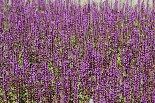 Lavanda — Foto Stock