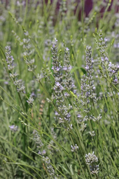 Lavander — Stockfoto