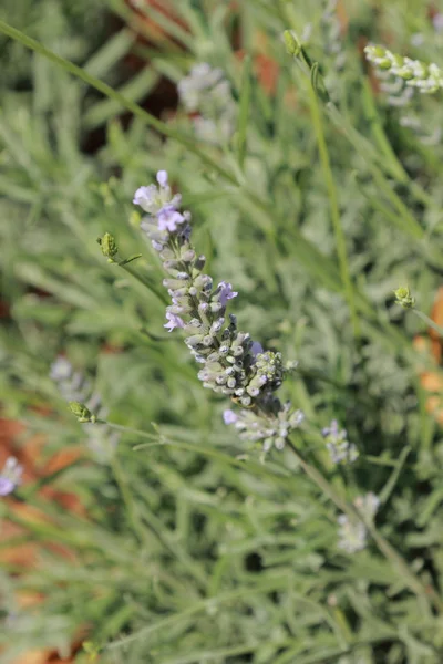 Mor lavanta Bahçe parkındaki Moskova, Rusya