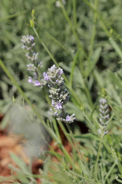 Mor lavanta Bahçe parkındaki Moskova, Rusya
