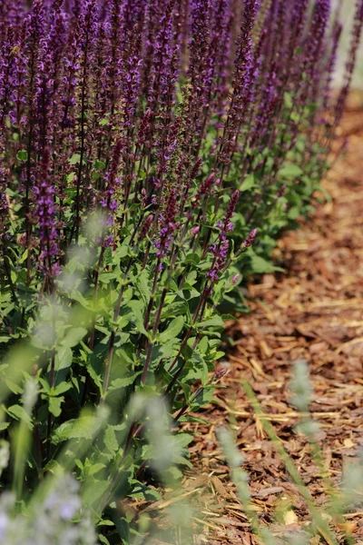 Lavendel — Stockfoto