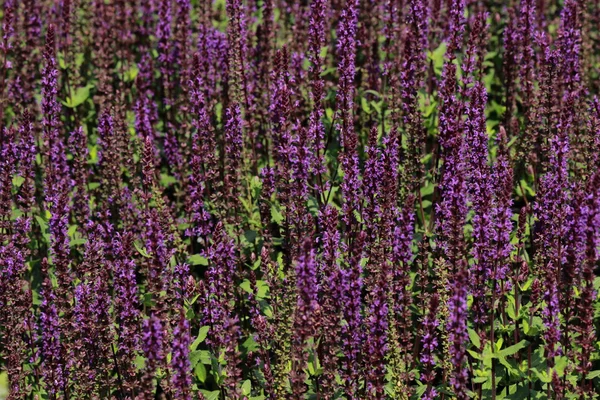 紫色的薰衣草在俄罗斯莫斯科公园花园 — 图库照片