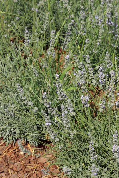 Lavendel — Stockfoto