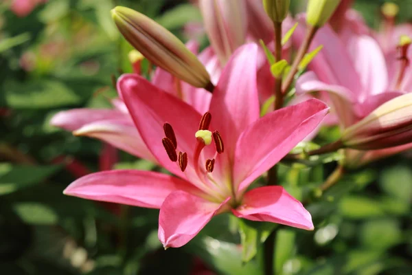 Pink lilly — Stock Photo, Image