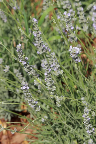 Lavander — Stockfoto